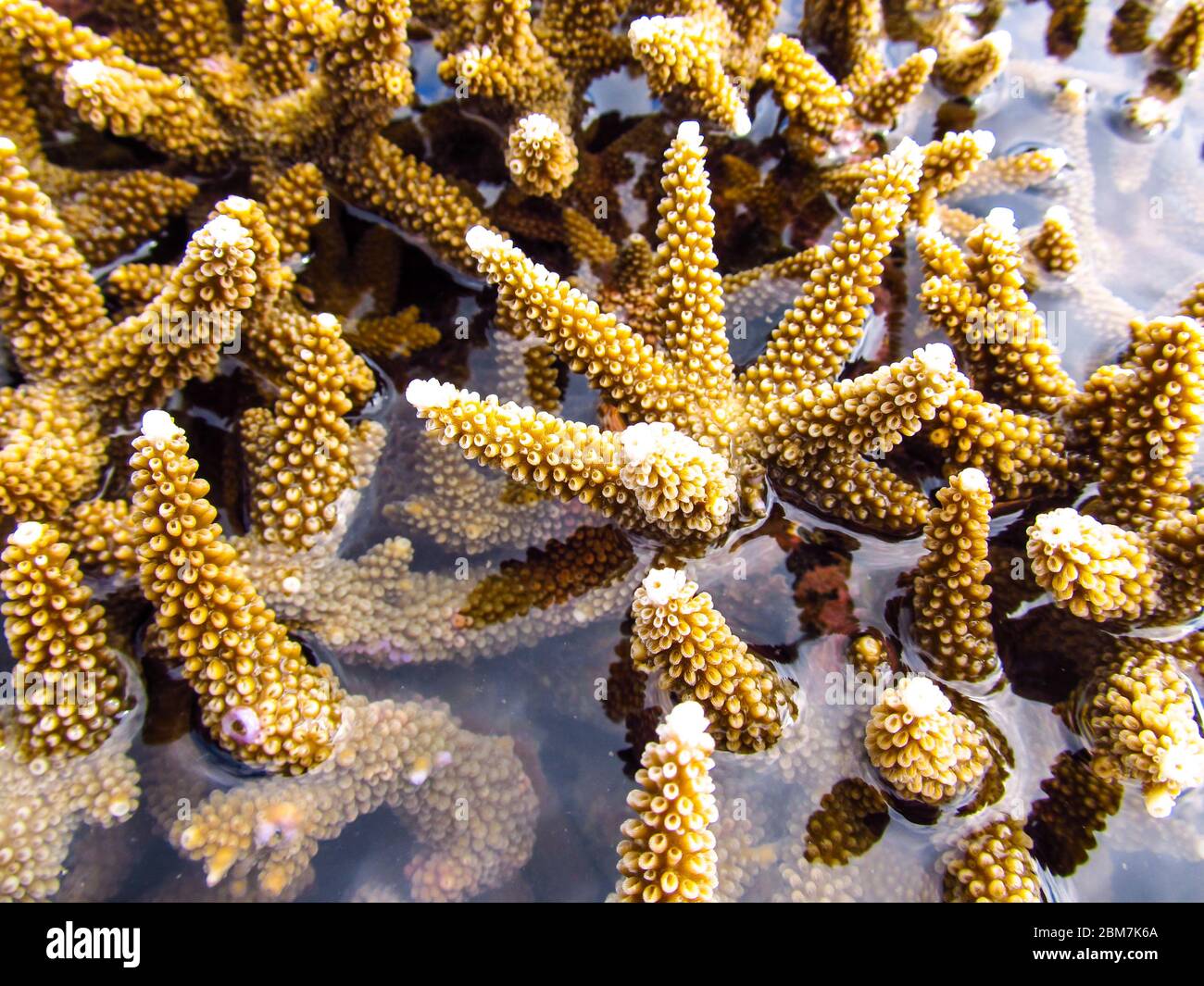 Close-up of Staghorn corals exposed above the sea surface during an extreme ebb tide at KaNyaka Island, Southern Mozambique Stock Photo