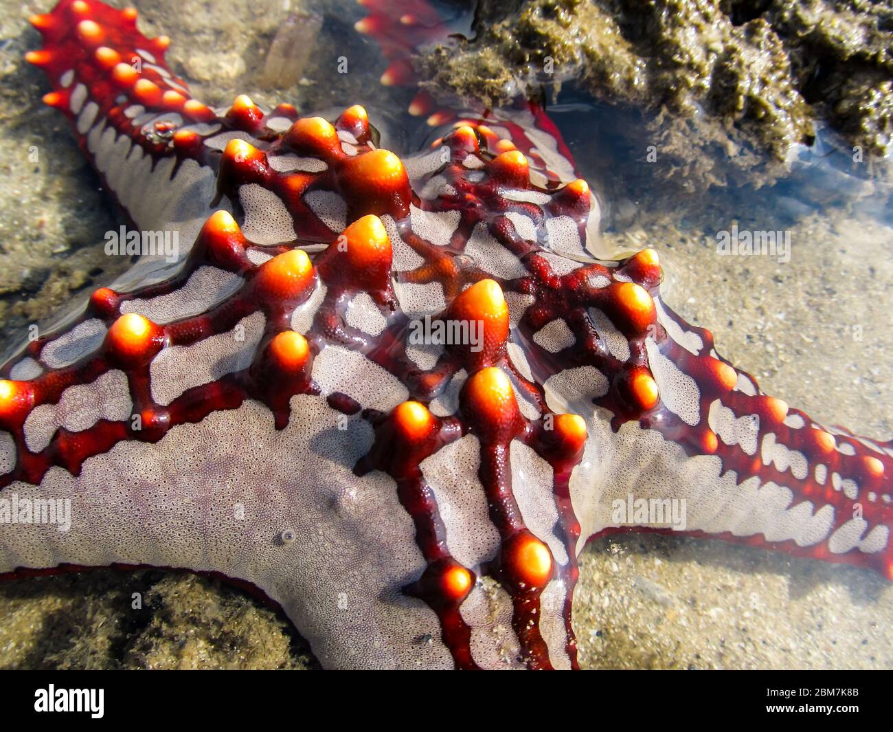 Close-up of a red, pink and yellow beaded starfish (Pentaceraster mammillatus) on the west coast of Inhaca Island, Maputo Bay, Mozambique Stock Photo