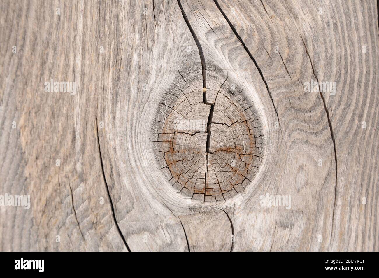 Wooden desk knot. Wood texture plank grain timber background.Knot on a gray board Stock Photo