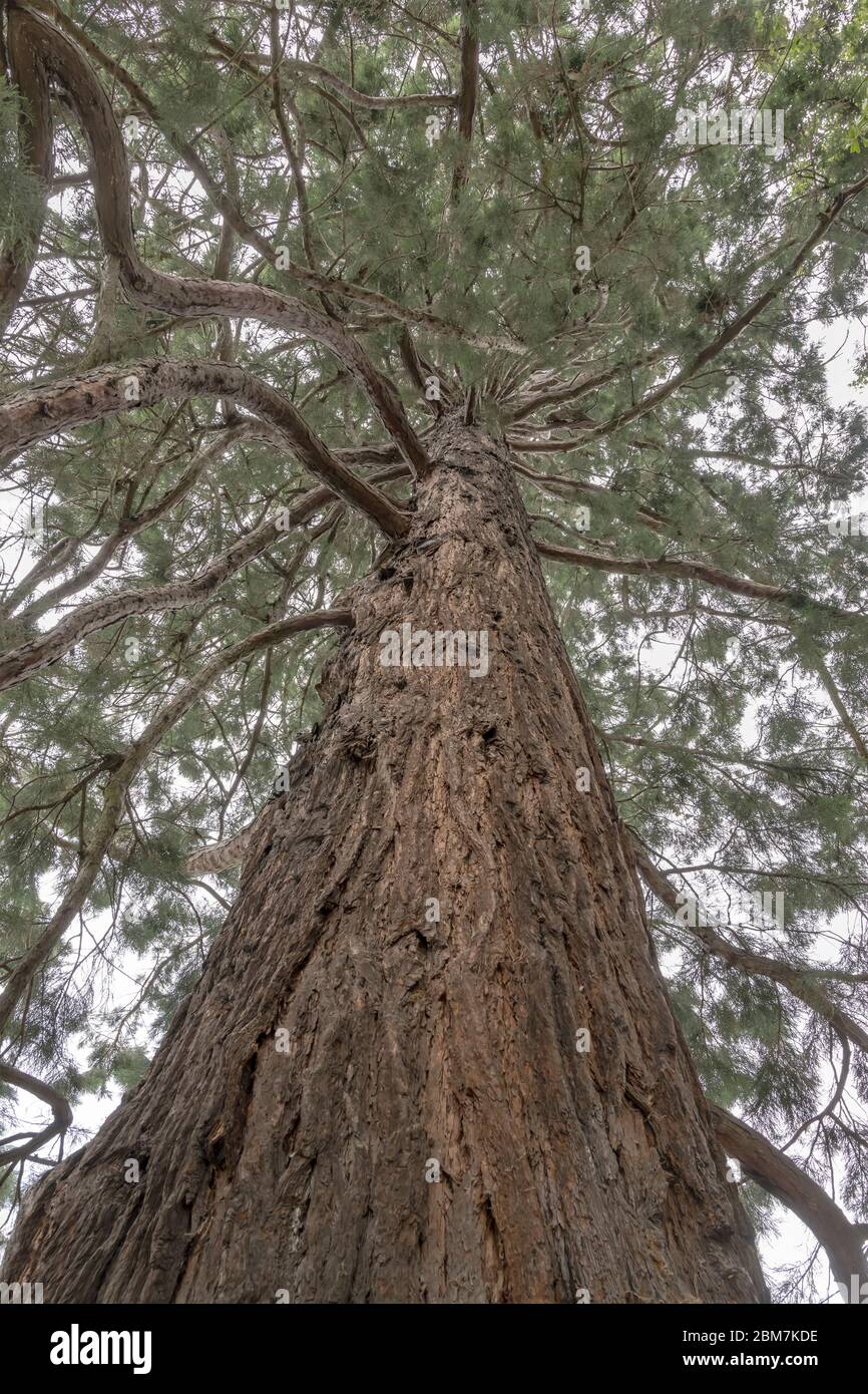 Giant Log Of Big Tree From Underneath At Botanic Gardens, Shot In 