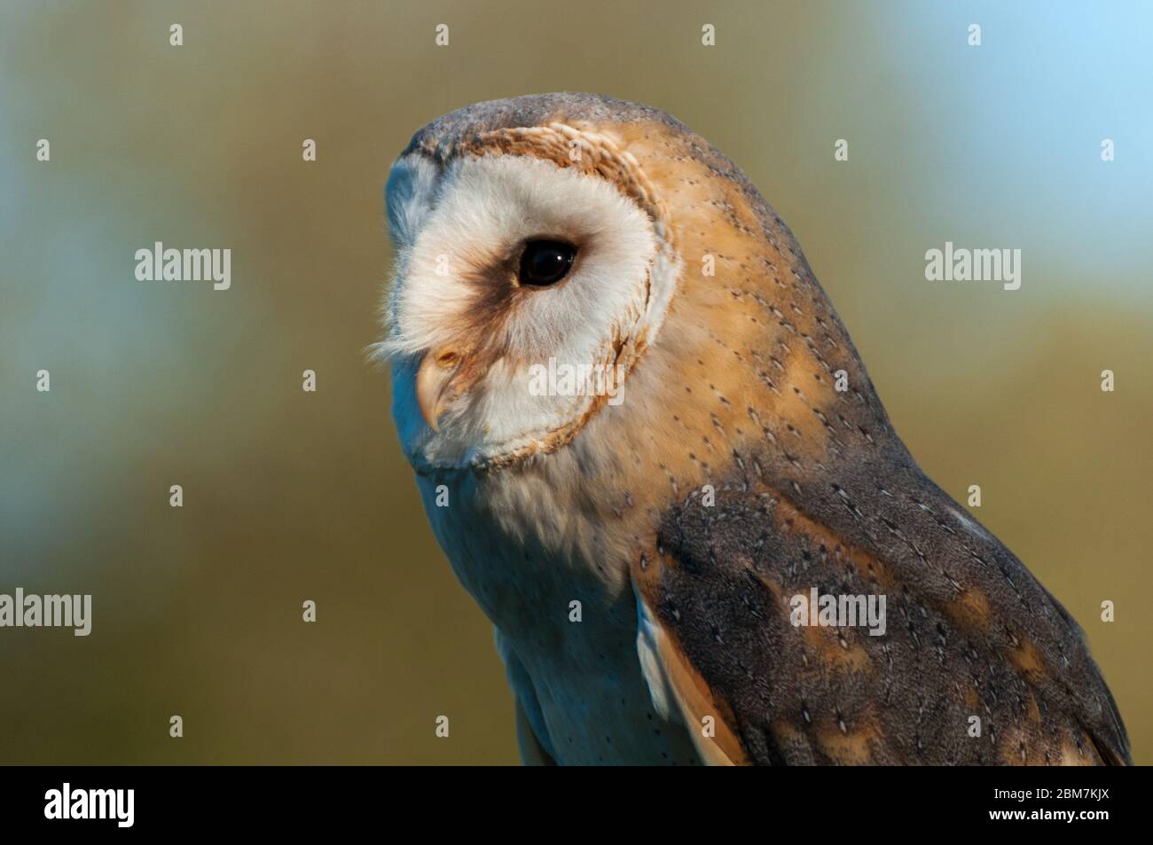 A barn owl looks ahead Stock Photo
