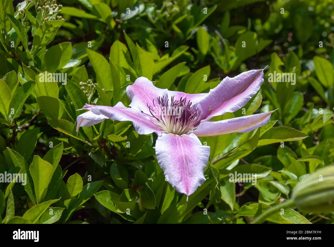 A flower on a Clematis Lanuginosa flowering vine Stock Photo