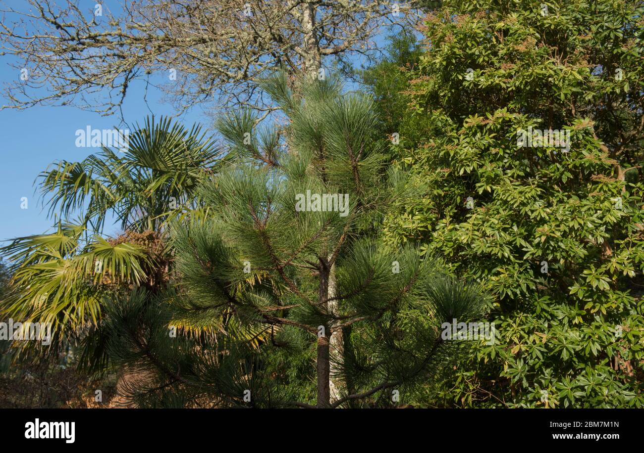 Spring Foliage of an Evergreen Conifer Hartweg's or Mexican Mountain Pine Tree (Pinus hartwegii) Growing in a Pinetum in England, UK Stock Photo