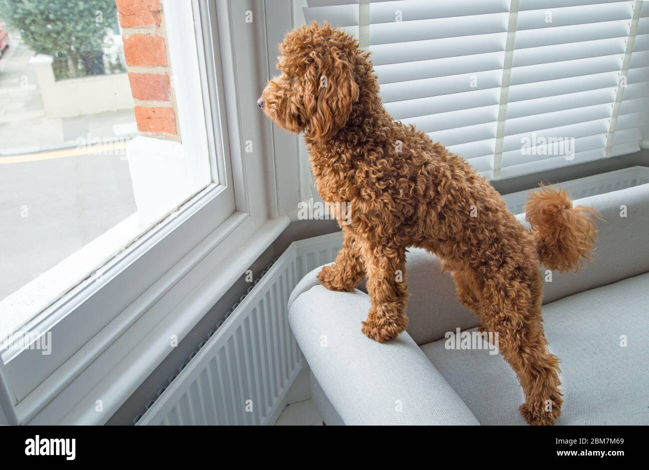 A cut and adorable miniature poodle puppy looks out of a bedroom window in  a smart domestic home interior setting Stock Photo - Alamy
