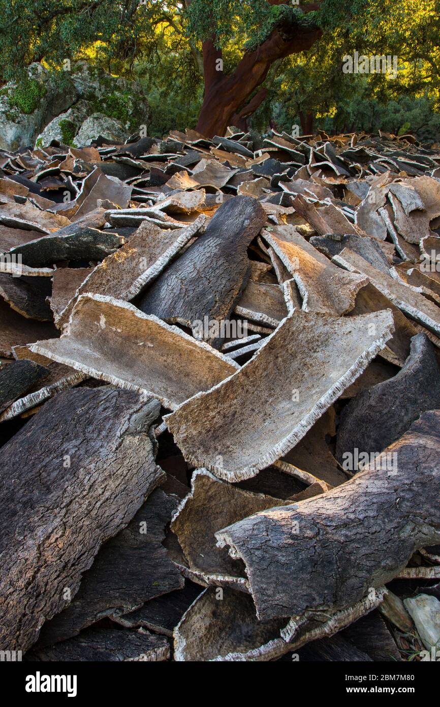 Cork and Cork oaks in the Alcornocales Natural Park in the province of ...