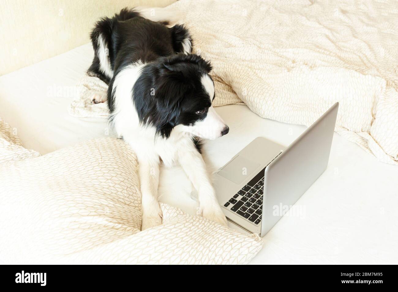 Freelancer laptop browsing bedroom pet hi-res stock photography and ...