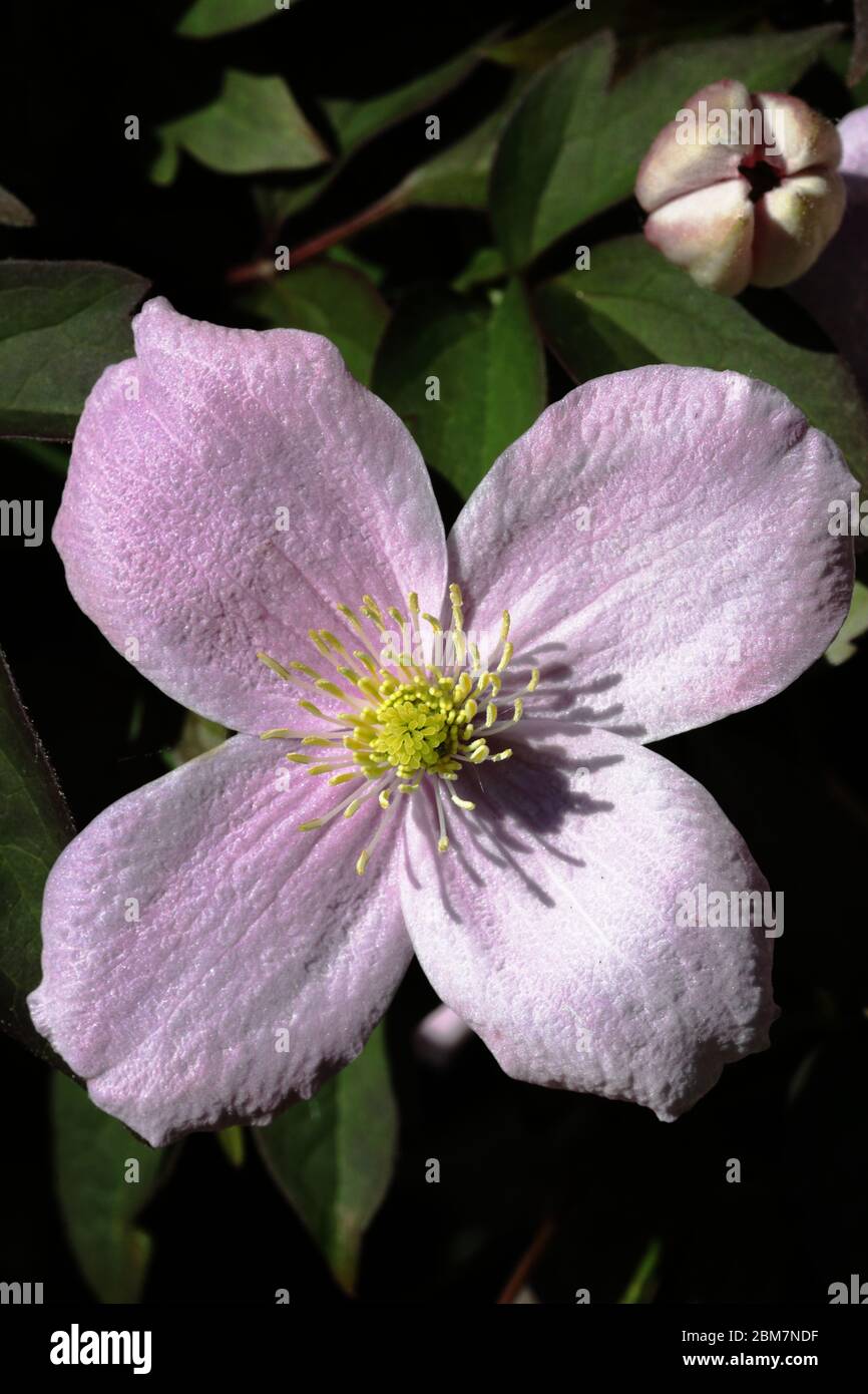 Clematis (Montana Rubens) flower Stock Photo