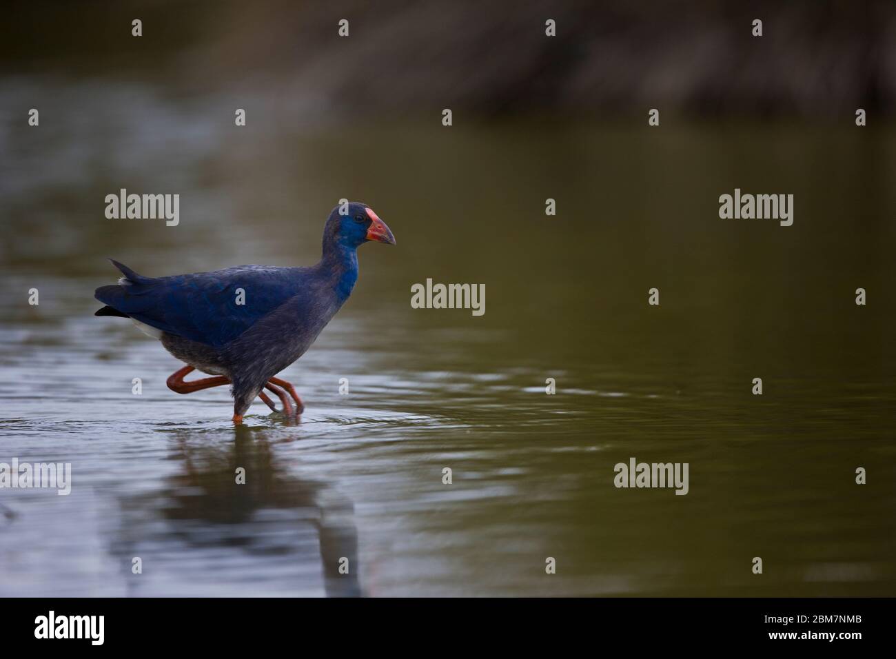 Calamon Calamon hi-res stock photography and images - Alamy