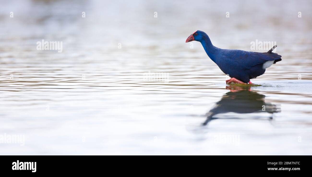 Calamon Calamon comun (Porphyris porphyris Stock Photo - Alamy
