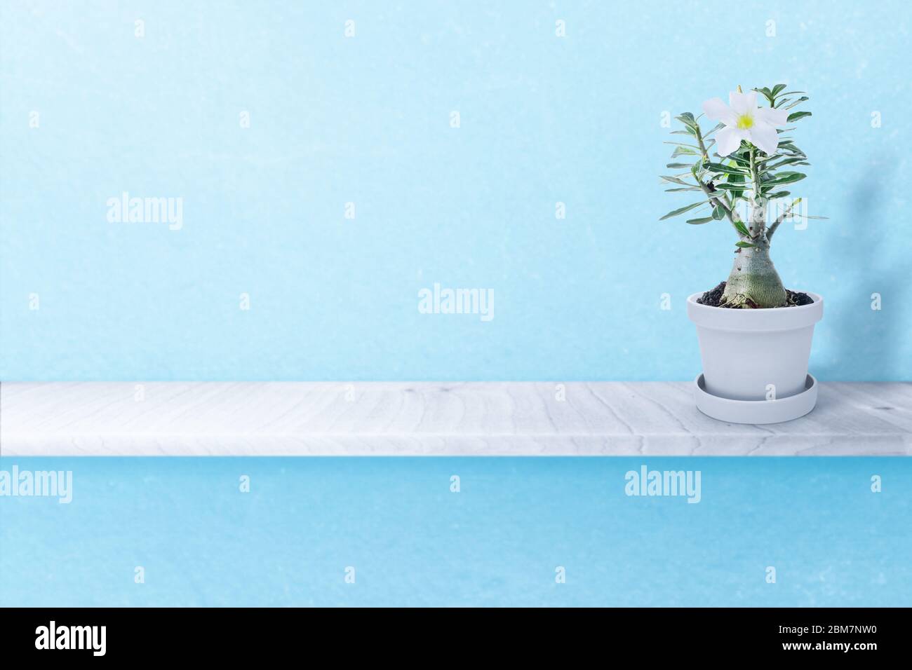 Desert rose on vase isolated on white background Stock Photo - Alamy
