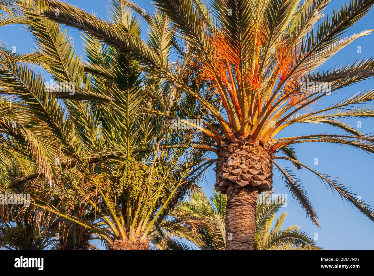Vibrant abstract background of palm trees on a clear and sunny summer day on the Costa Tropical, Andalusia, Spain Stock Photo