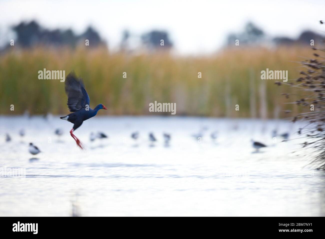Calamon Porphyris hi-res stock photography and images - Alamy