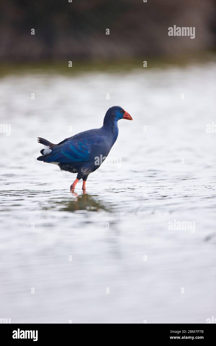 Calamon Calamon comun (Porphyris porphyris Stock Photo - Alamy