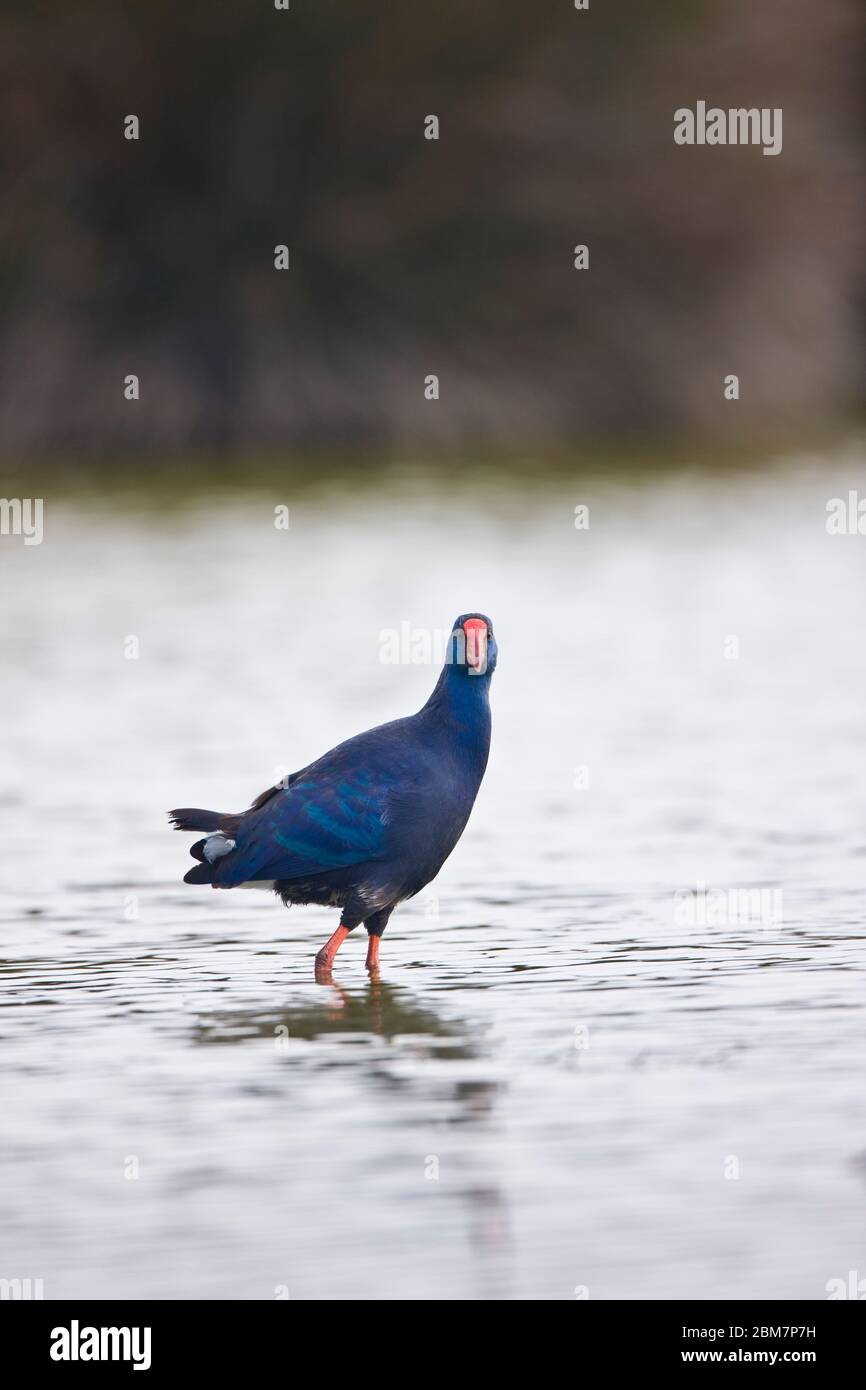 Calamon Comun rural hi-res stock photography and images - Alamy