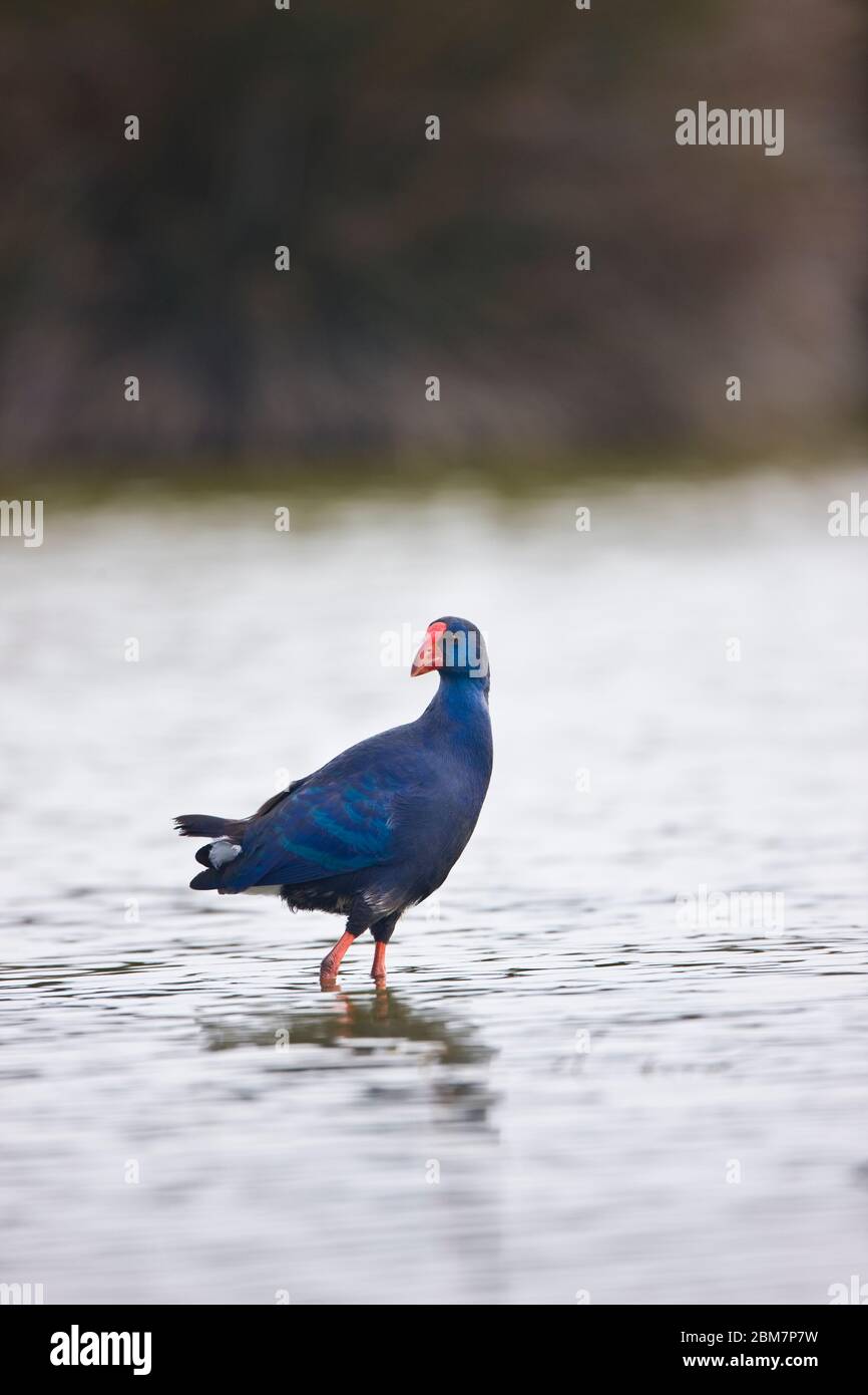 Calamon Calamon comun (Porphyris porphyris Stock Photo - Alamy