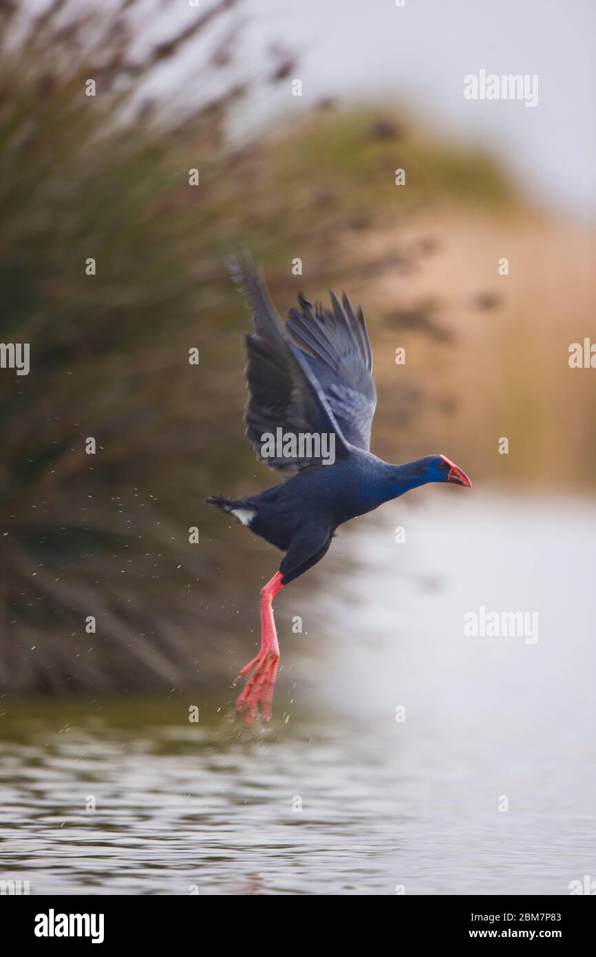 Calamon Comun rural hi-res stock photography and images - Alamy
