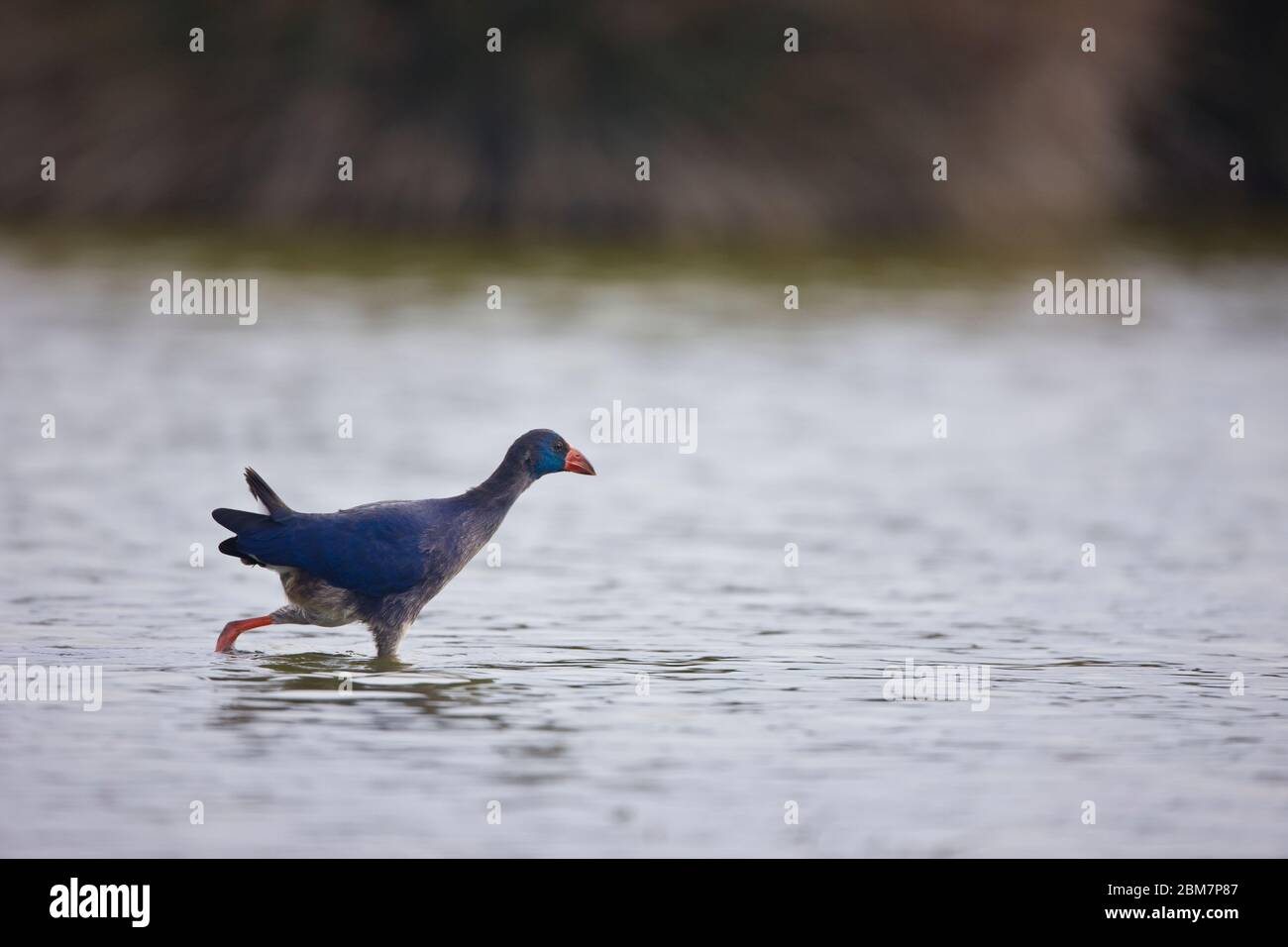 Calamon Comun rural hi-res stock photography and images - Alamy