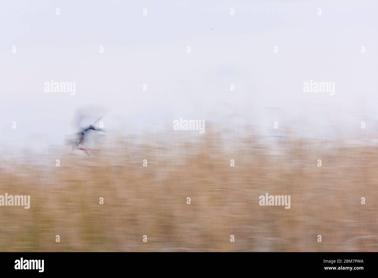 Calamon Porphyris hi-res stock photography and images - Alamy