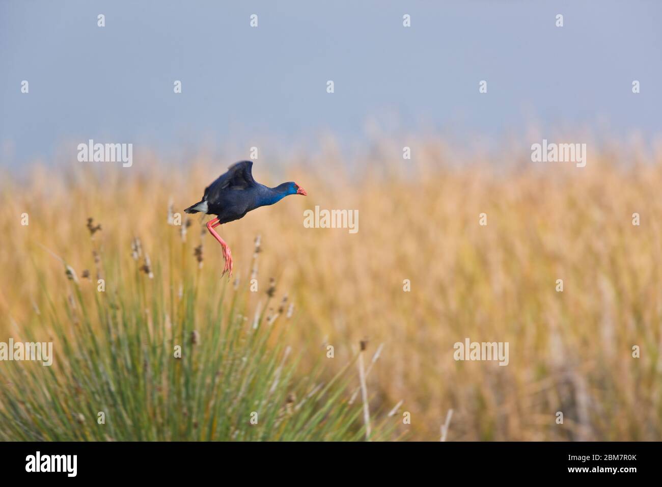 Calamon Porphyris hi-res stock photography and images - Alamy