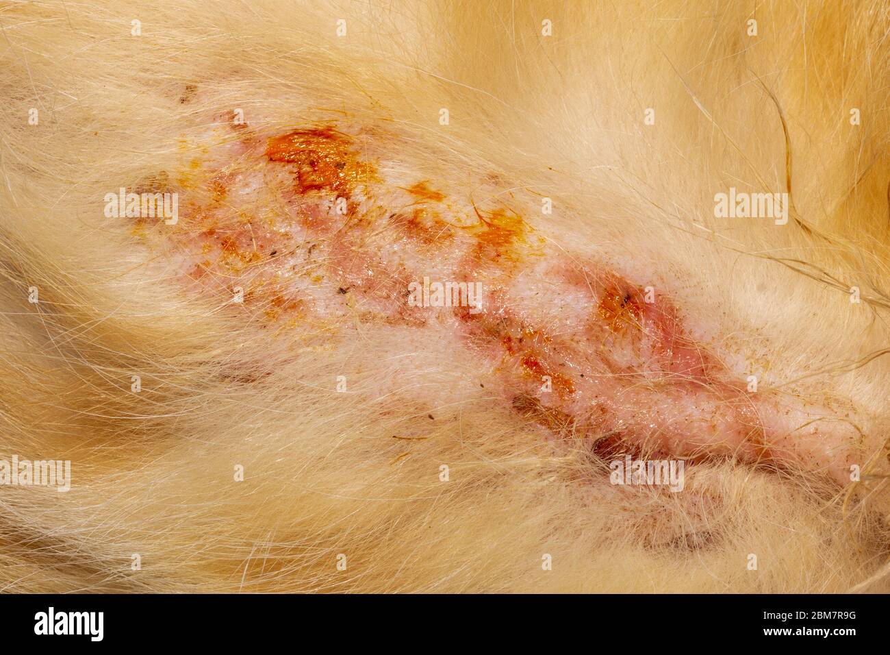 bacterial skin infection pyoderma or lichen on the skin of a red cat Stock Photo