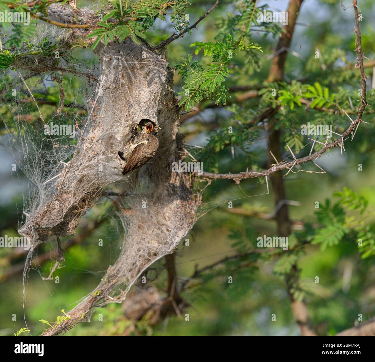 Purple Sunbird (Female) feeding baby bird in the bird's nest.  Abstract Blurry Nature Background. Selective Focus. Stock Photo