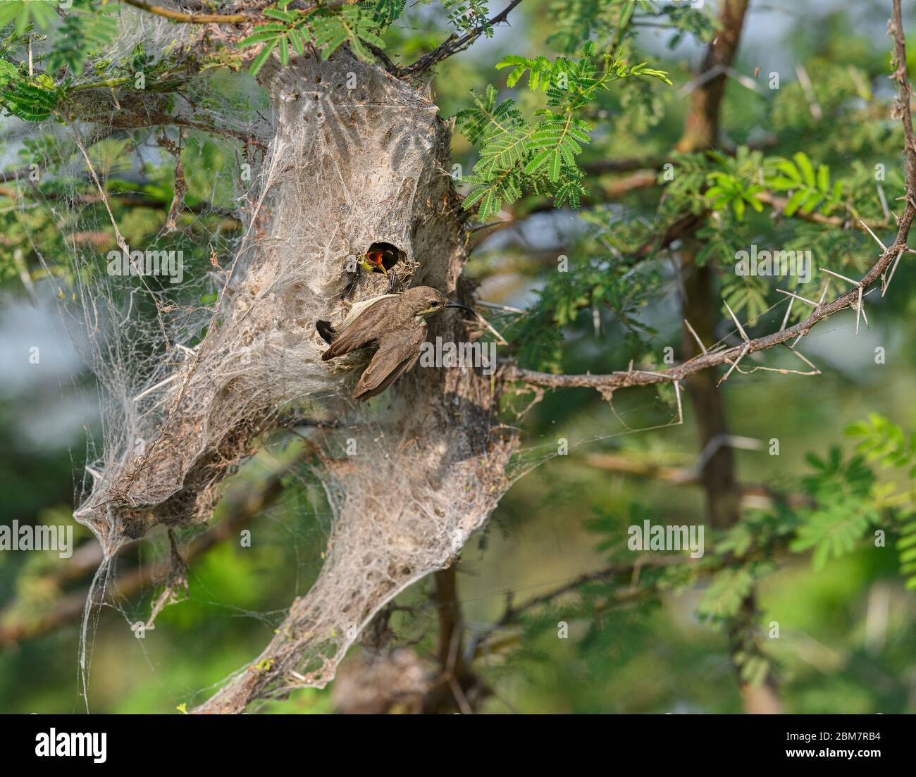 Purple Sunbird (Female) feeding baby bird in the bird's nest.  Abstract Blurry Nature Background. Selective Focus. Stock Photo