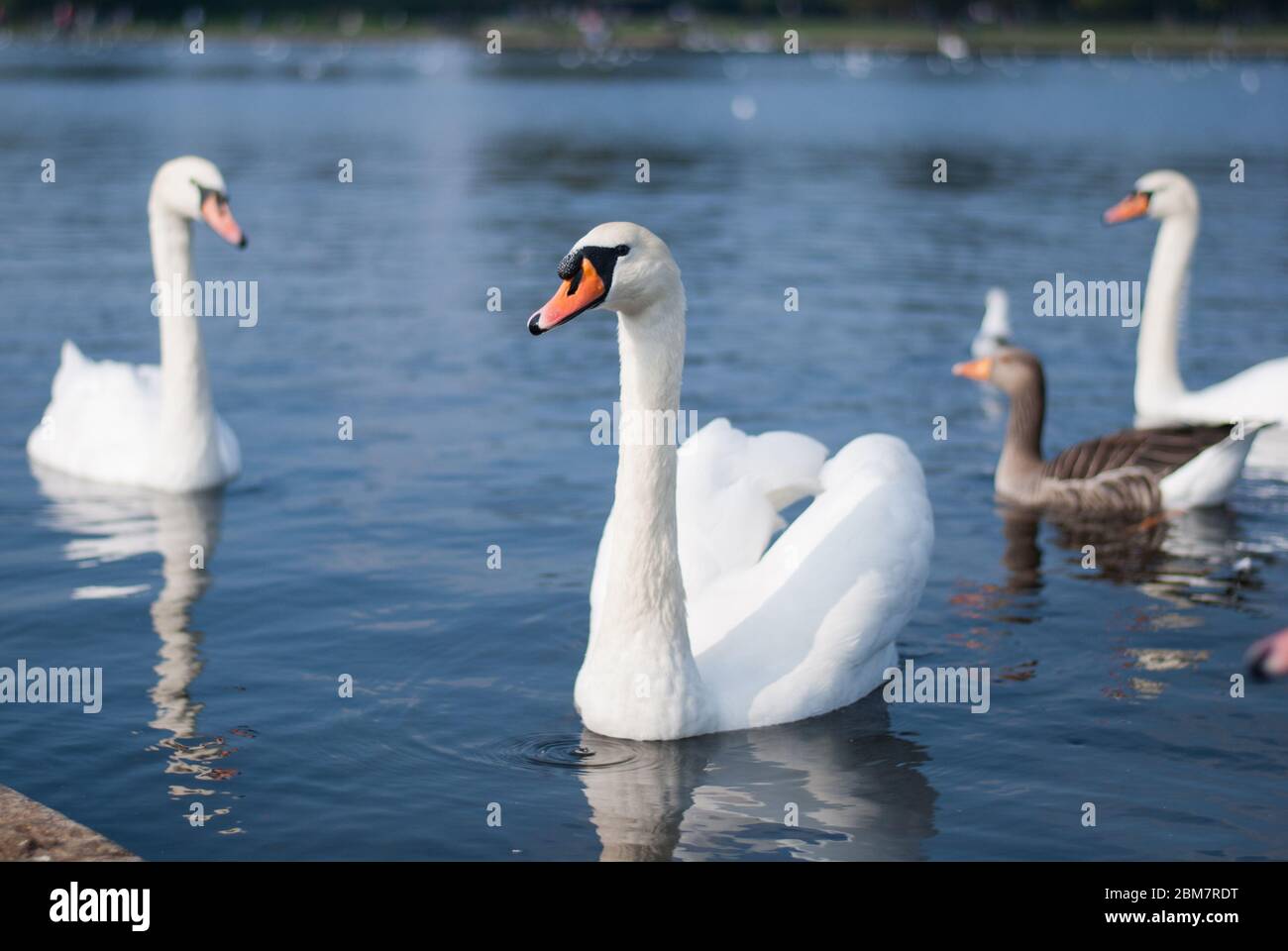 Mute Swan Swans in the Serpentine Lake, Hyde Park, London W2 2UH Stock