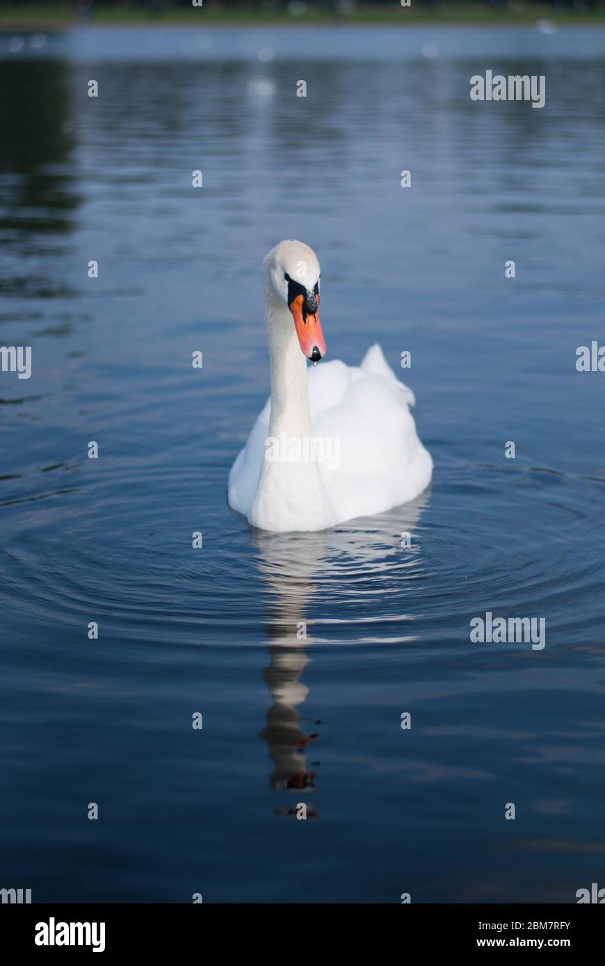 Mute Swan Swans in the Serpentine Lake, Hyde Park, London W2 2UH Stock