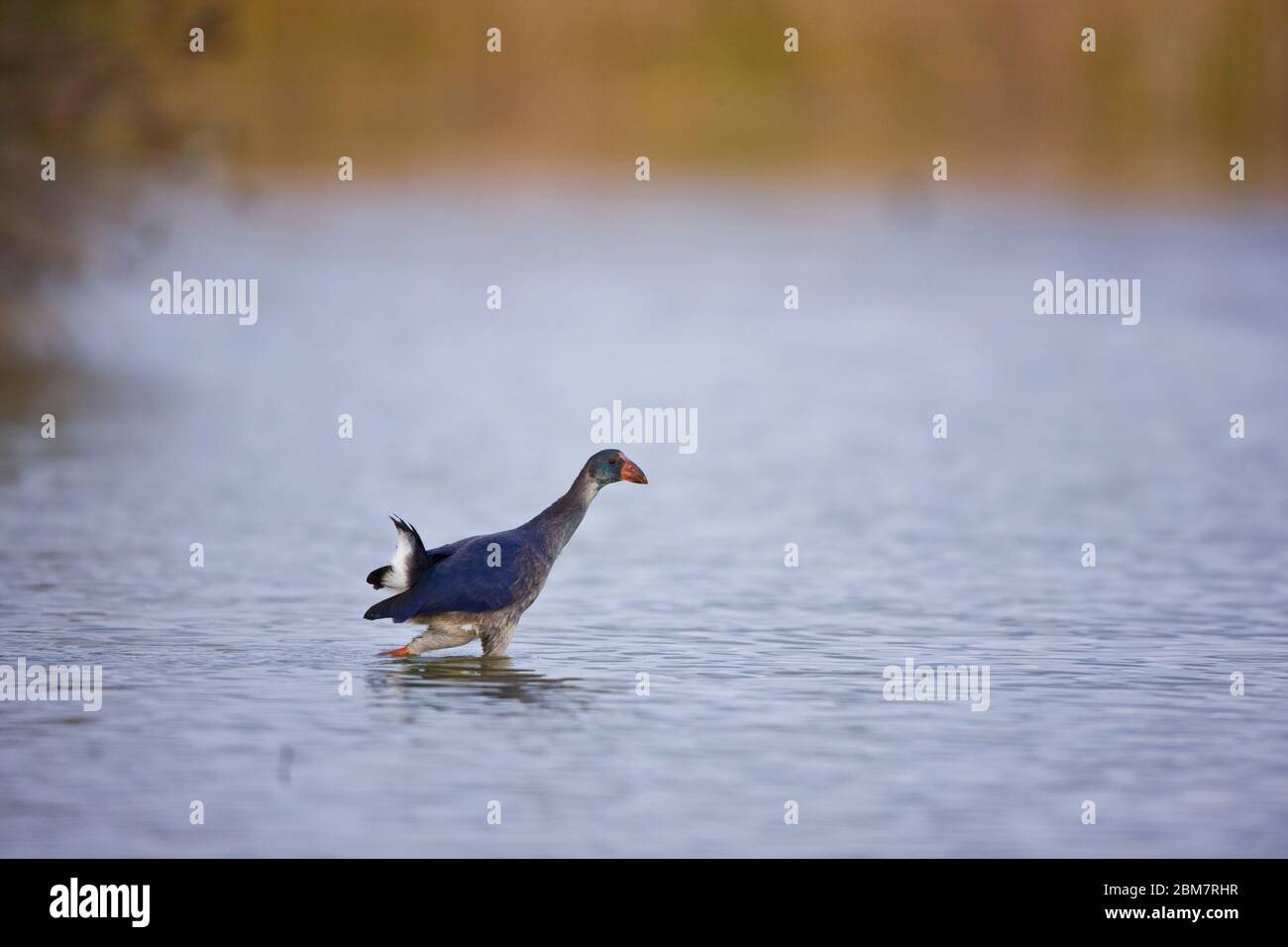 Calamon Porphyris hi-res stock photography and images - Alamy