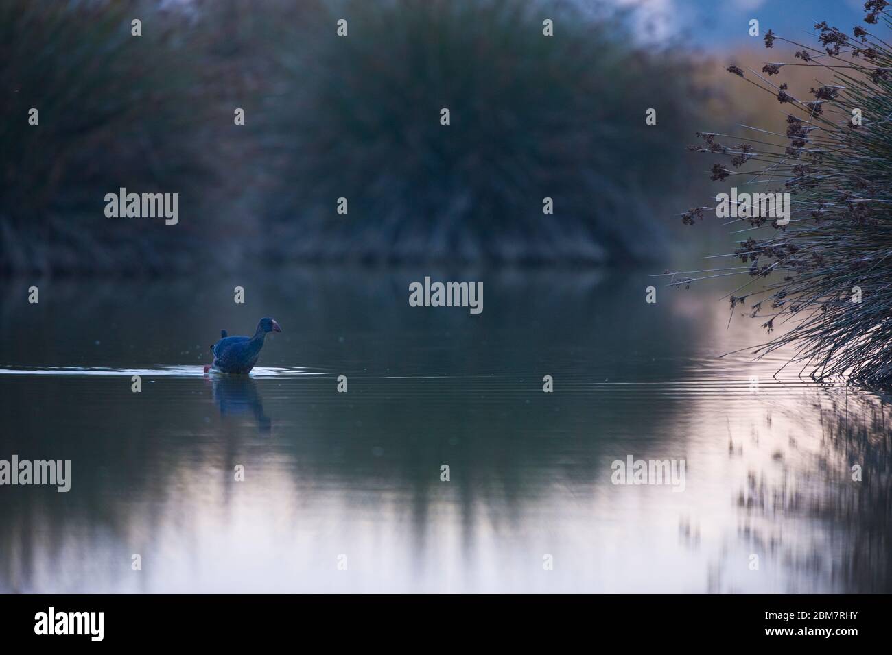 Calamon Porphyris hi-res stock photography and images - Alamy