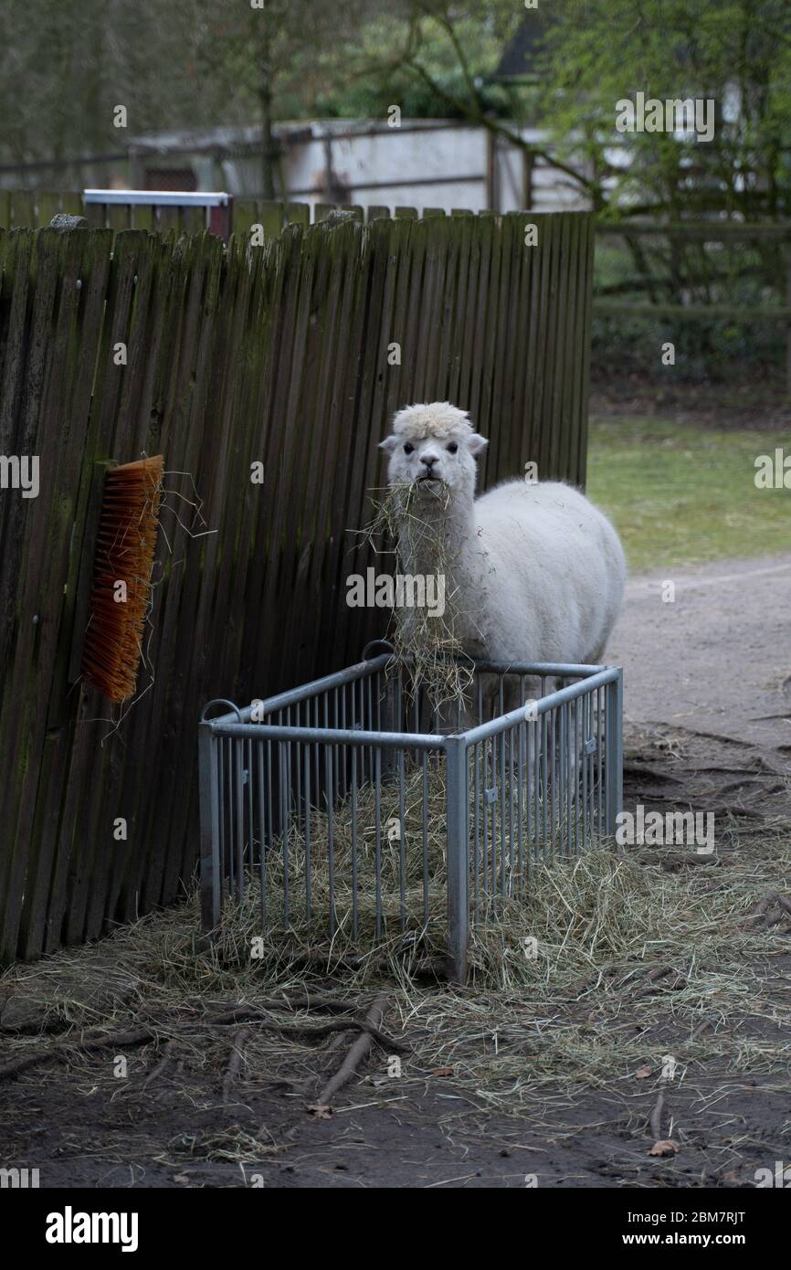cute alpaca eating hay Stock Photo Alamy
