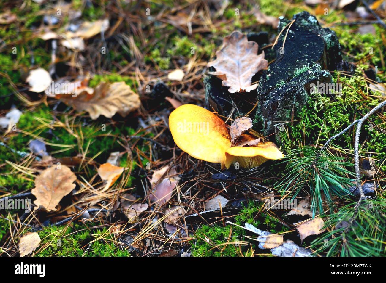 yellow poisonous yellow mushroom growing on an old rotten tree, green moss old stump forest autumn, close-up Stock Photo