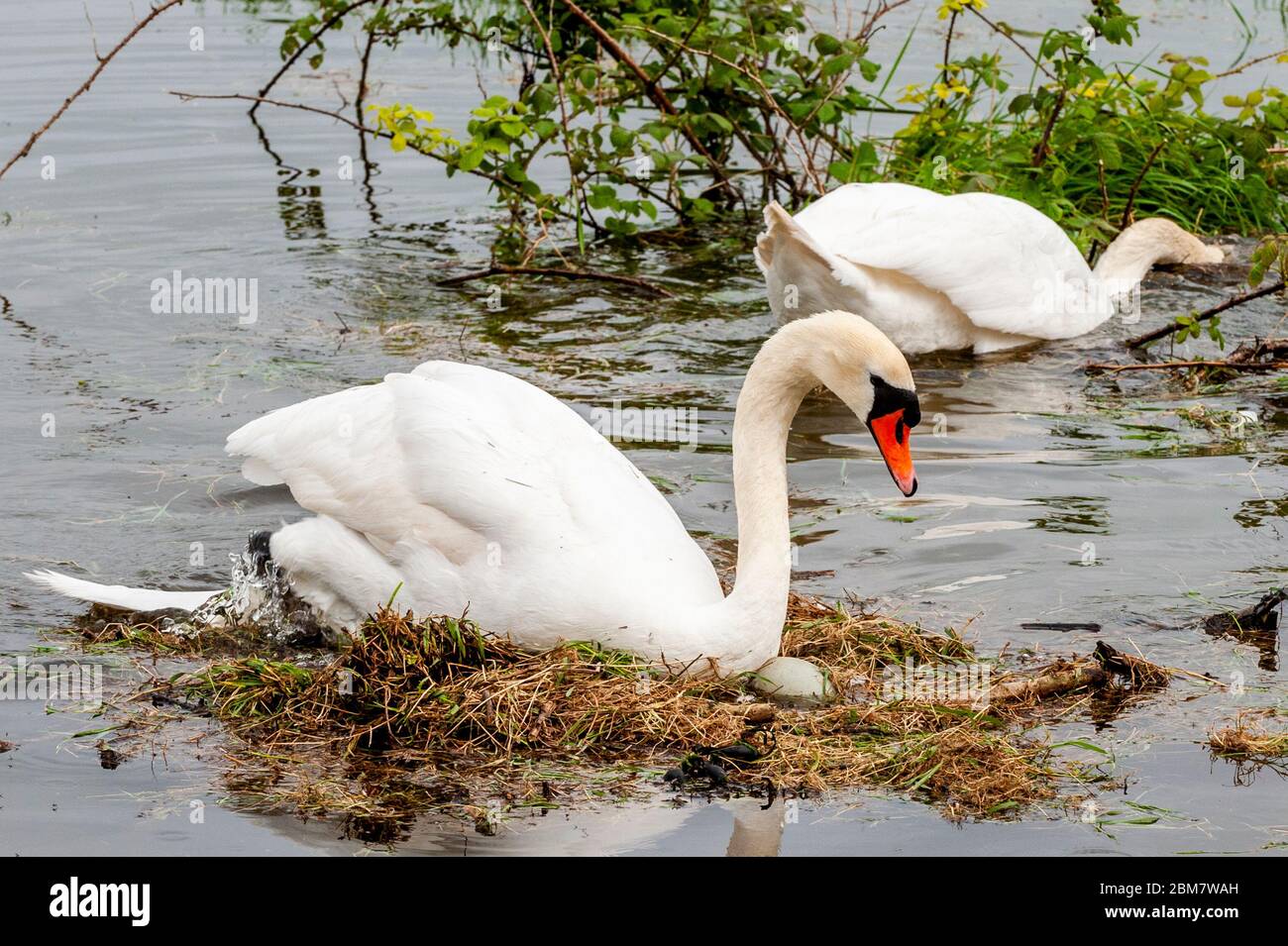 Timoleague, West Cork, Ireland. 7th May, 2020. Timoleague flooded tonight at high tide which meant the nesting swans lost their remaining egg to the water. The swans have been nesting for 5 weeks. The same swans lost their eggs last year. Credit: AG News/Alamy Live News Stock Photo