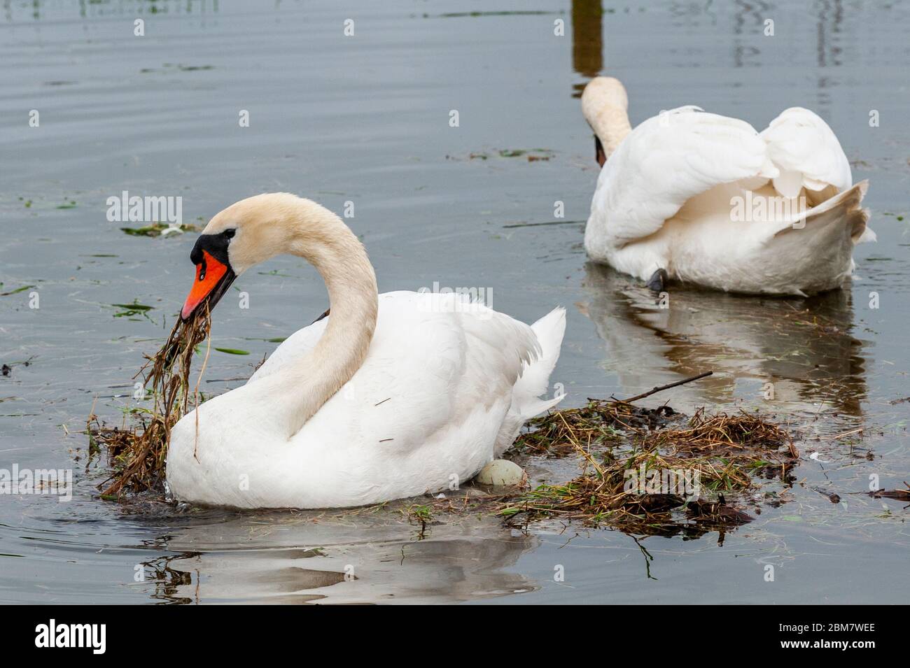 Timoleague, West Cork, Ireland. 7th May, 2020. Timoleague flooded tonight at high tide which meant the nesting swans lost their remaining egg to the water. The swans have been nesting for 5 weeks. The same swans lost their eggs last year. Credit: AG News/Alamy Live News Stock Photo
