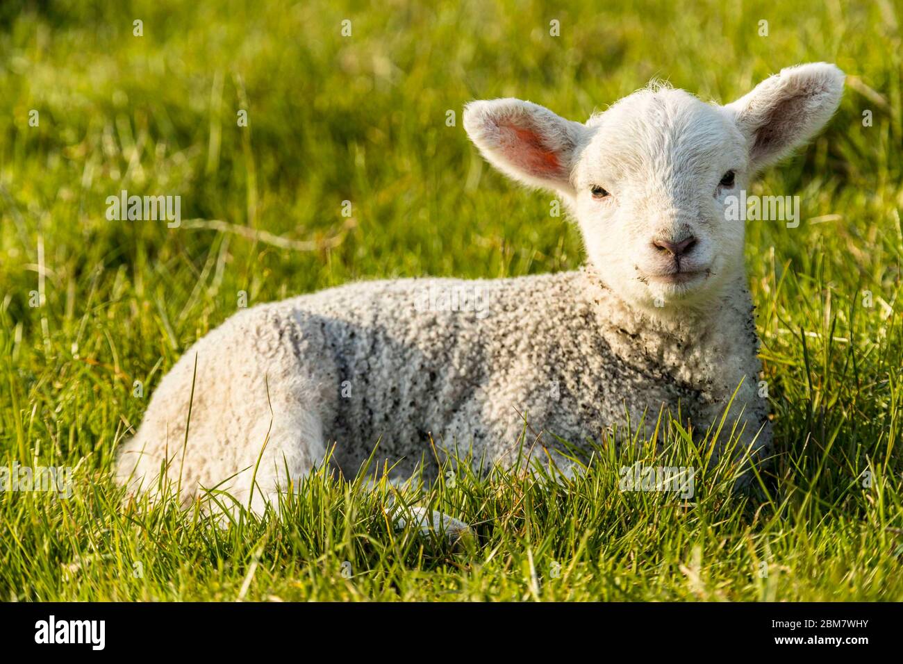 East Hertfordshire, United Kingdom. 07 May, 2020 Pictured: Spring lambs enjoy the setting sun on the Youngsbury Estate in Wadesmill, Hertfordshire. Credit: Rich Dyson/Alamy Live News Stock Photo