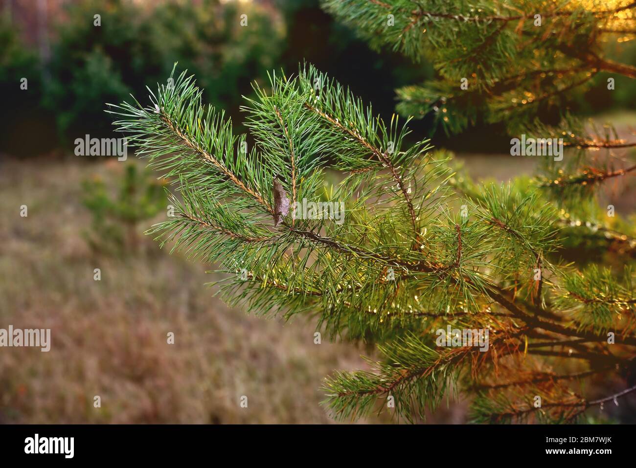 pine branch, sun rays, evening sun, forest trees, bluer, summer beautiful tinted, close-up Stock Photo
