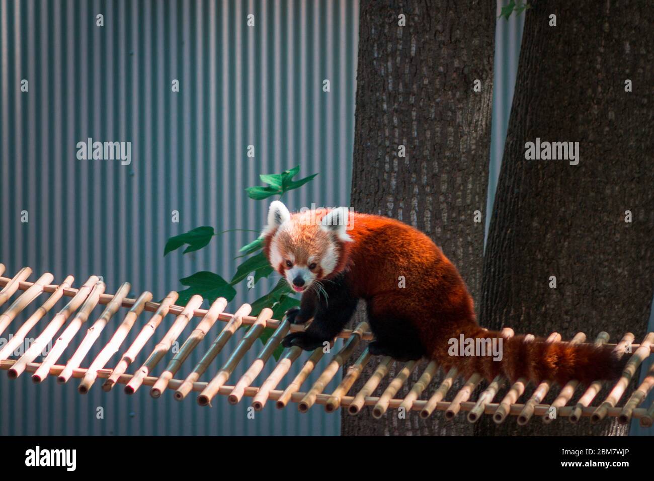 Red Panda Rope Bridge Panda bridge hi-res stock photography and images - Alamy