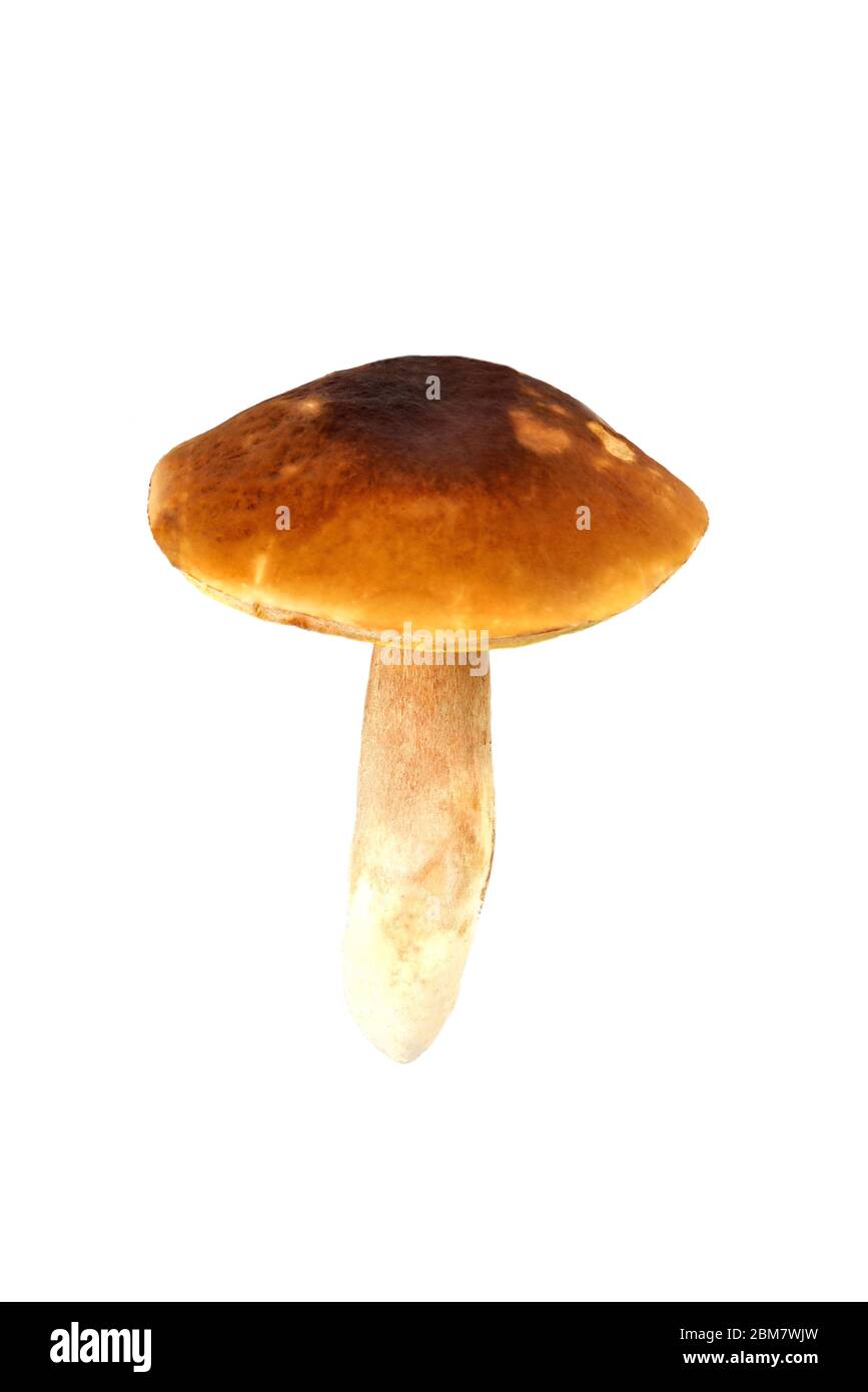 Natural porcini mushroom on a white background. Edible mushroom with a brown hat, isolate close-up Stock Photo