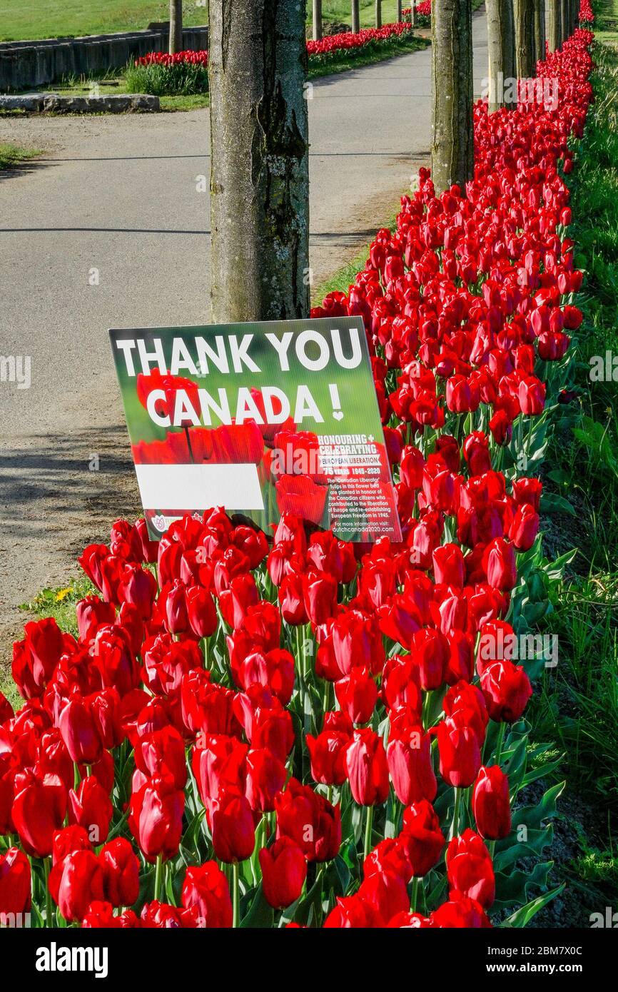 Red tulips, commemorating 75th Anniversary of the Liberation of the Netherlands, Mountain View Cemetery, Vancouver, British Columbia, Canada Stock Photo