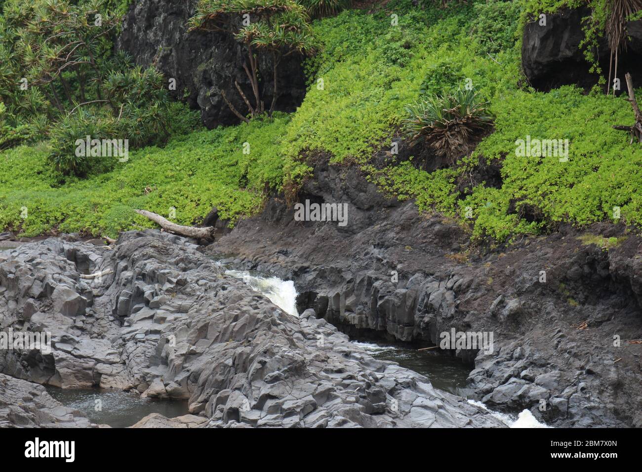 Palikea stream running through volcanic rock with Scaevola taccada and tropical trees growing on the rock at the Oheo Gulch in Hana, Maui, Hawaii, USA Stock Photo