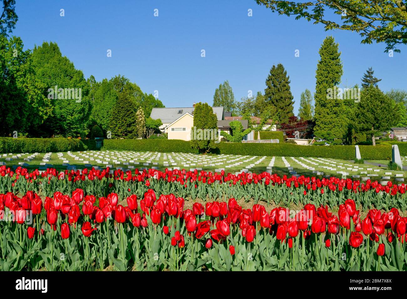 Red tulips, commemorating 75th Anniversary of the Liberation of the Netherlands, Mountain View Cemetery, Vancouver, British Columbia, Canada Stock Photo