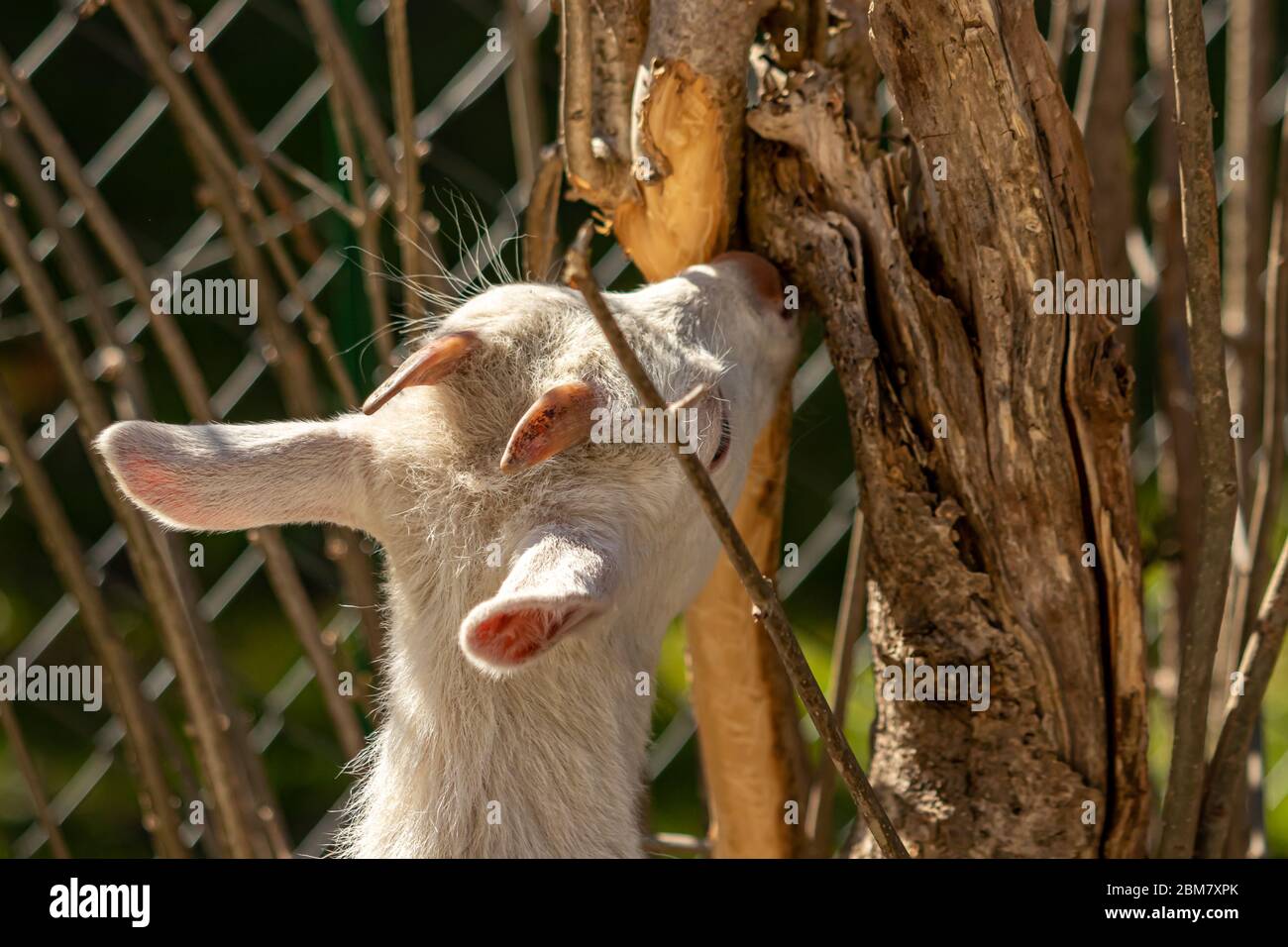 Baby goat eating tree bark Stock Photo Alamy