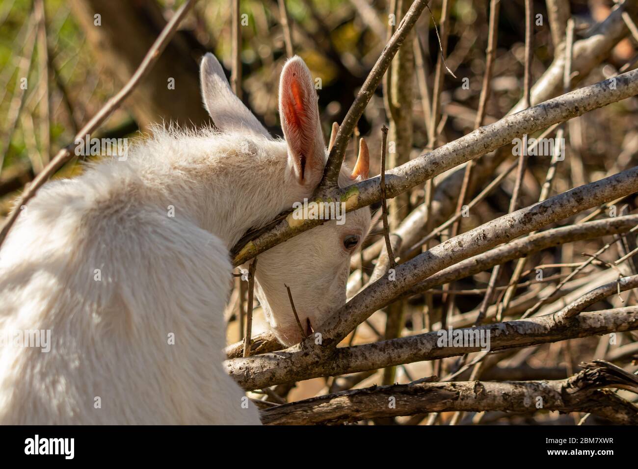 Small goat eating tree bark Stock Photo Alamy