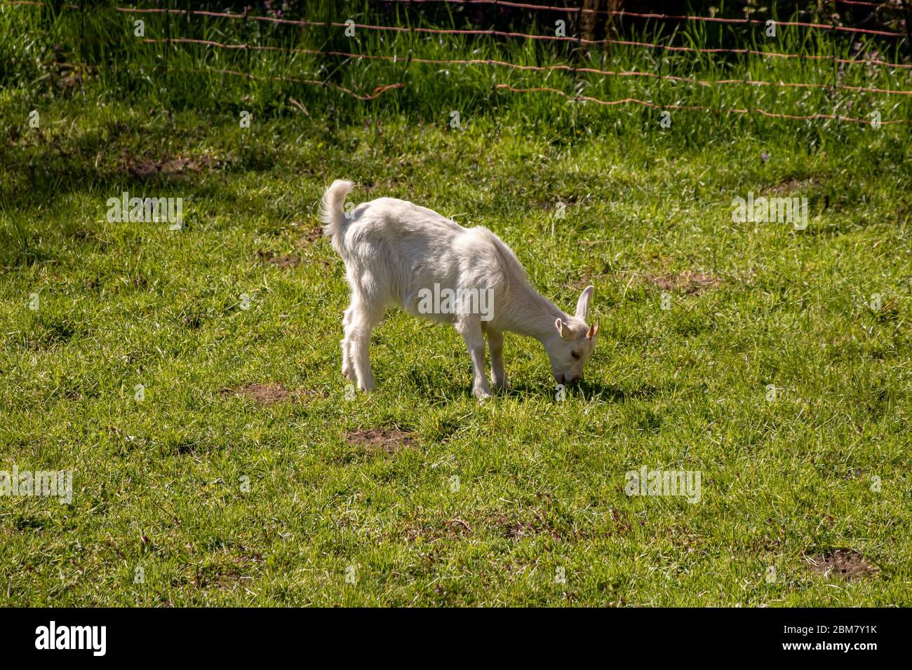 Baby goat grazing on field Stock Photo Alamy