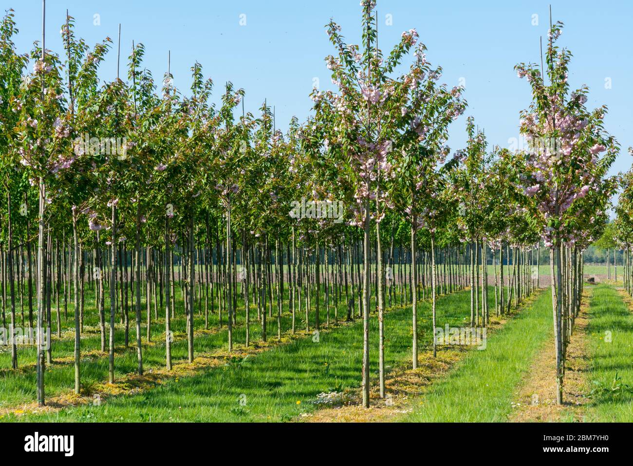 Tree Planation Rows Plantation with rows of green garden decorative trees in different ...