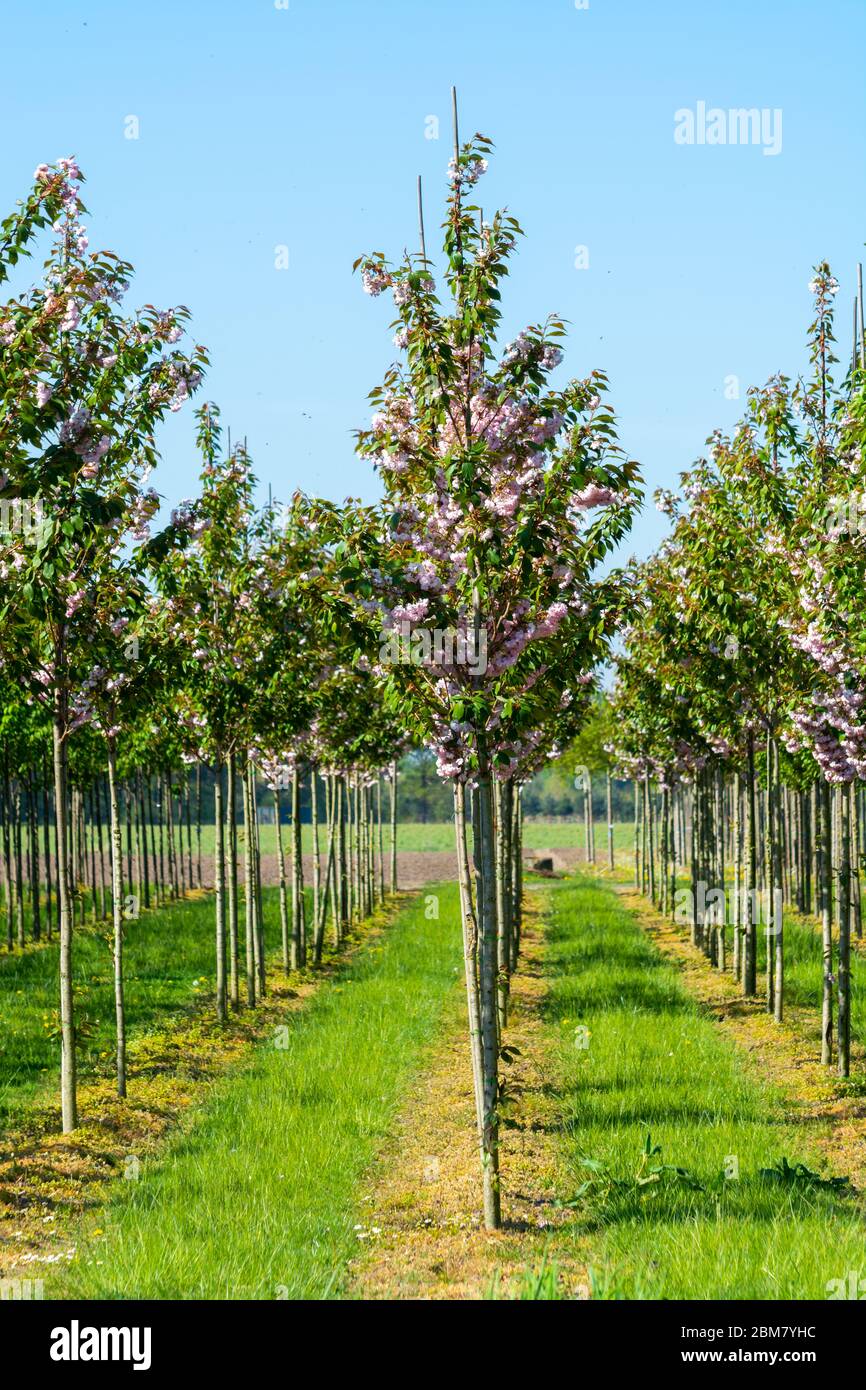 Tree Planation Rows Plantation with rows of green garden decorative trees in different ...