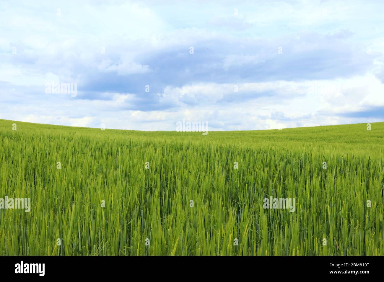 fresh green grain field in springtime in front of a blue and white sky, natural background with copy space Stock Photo