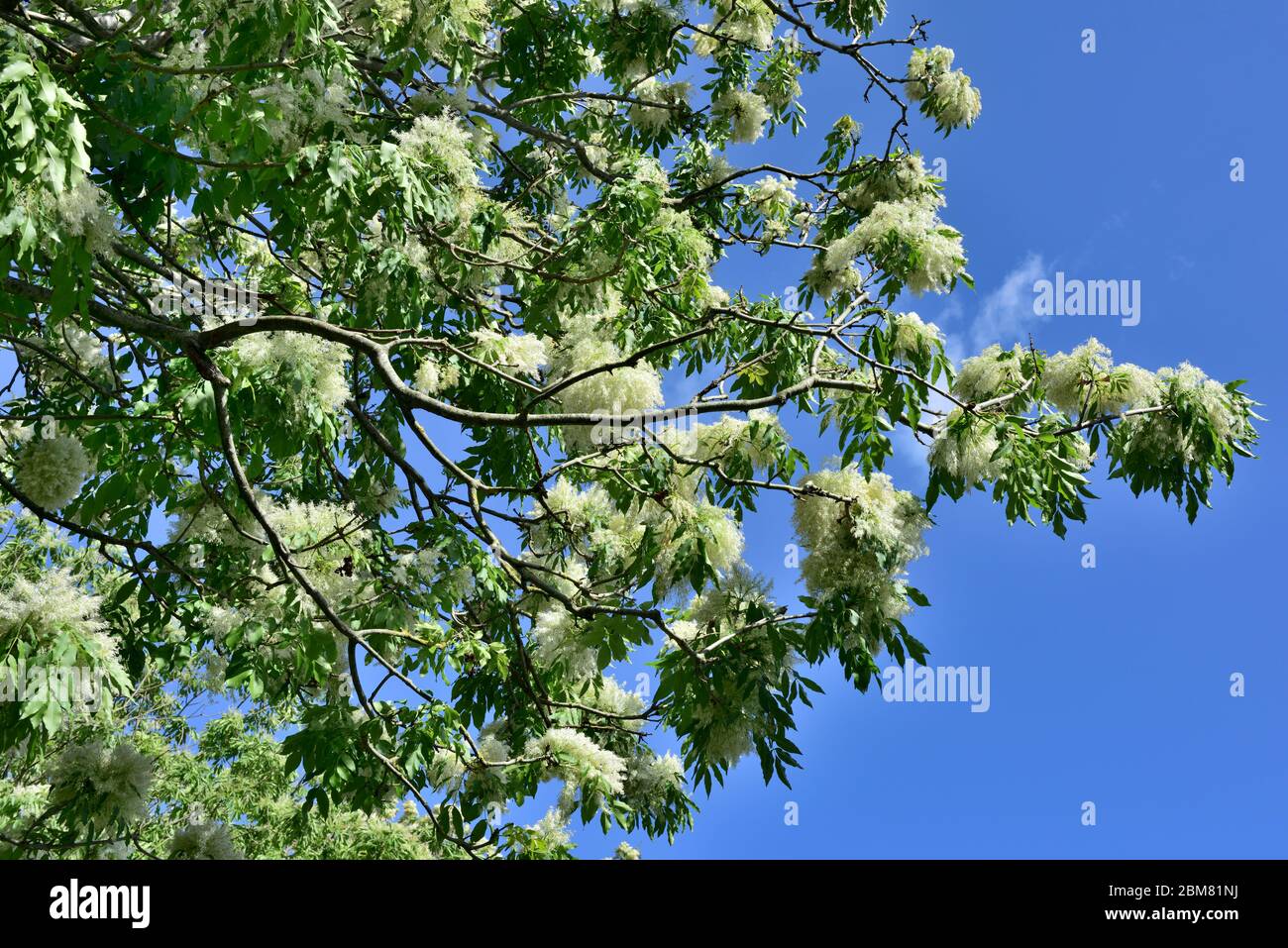 Flowering Ash tree (Fraxinus excelsior), spring branch against blue sky, UK Stock Photo