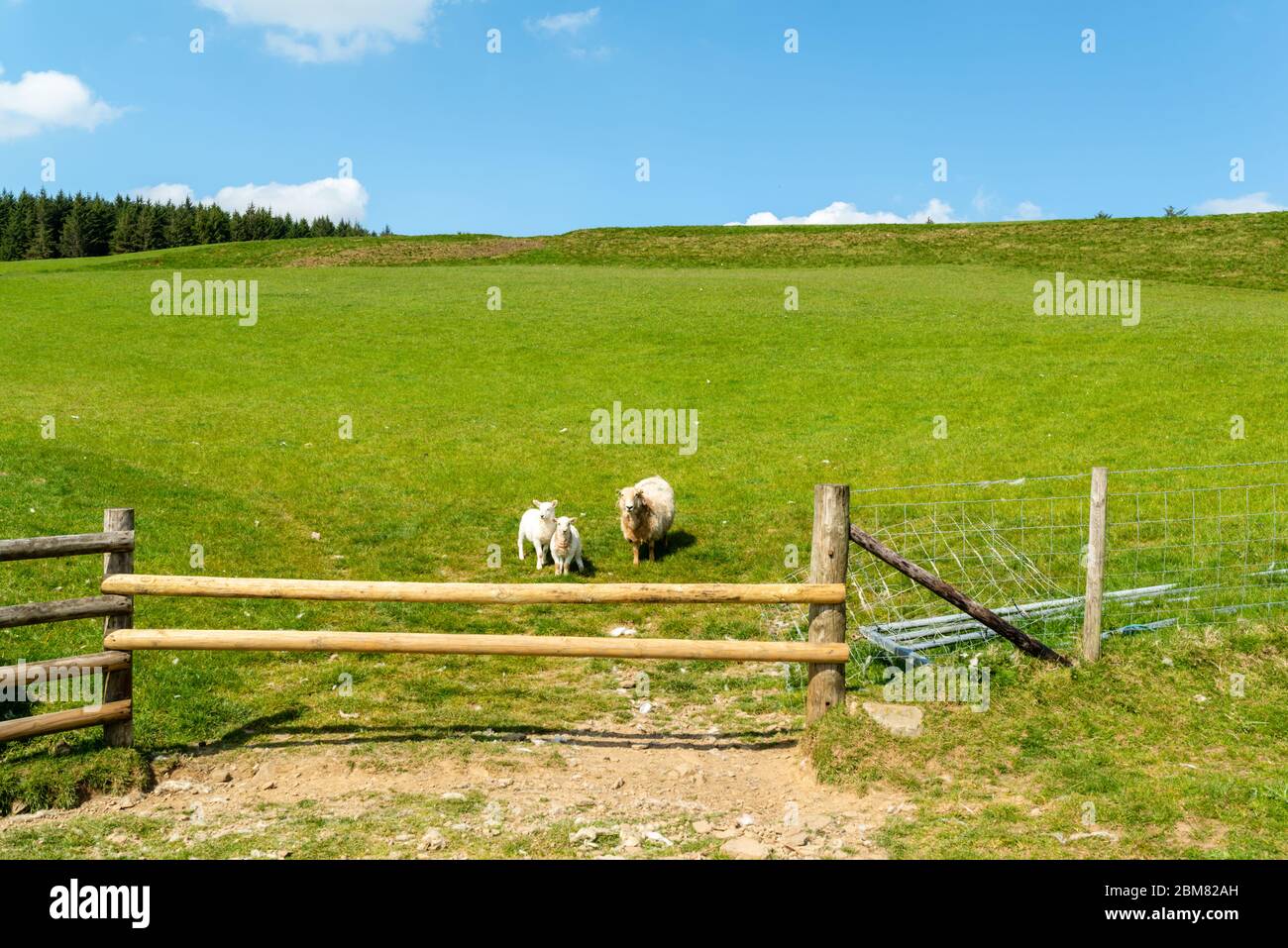 Sheep with tow lambs in a fiekd by a fence Stock Photo