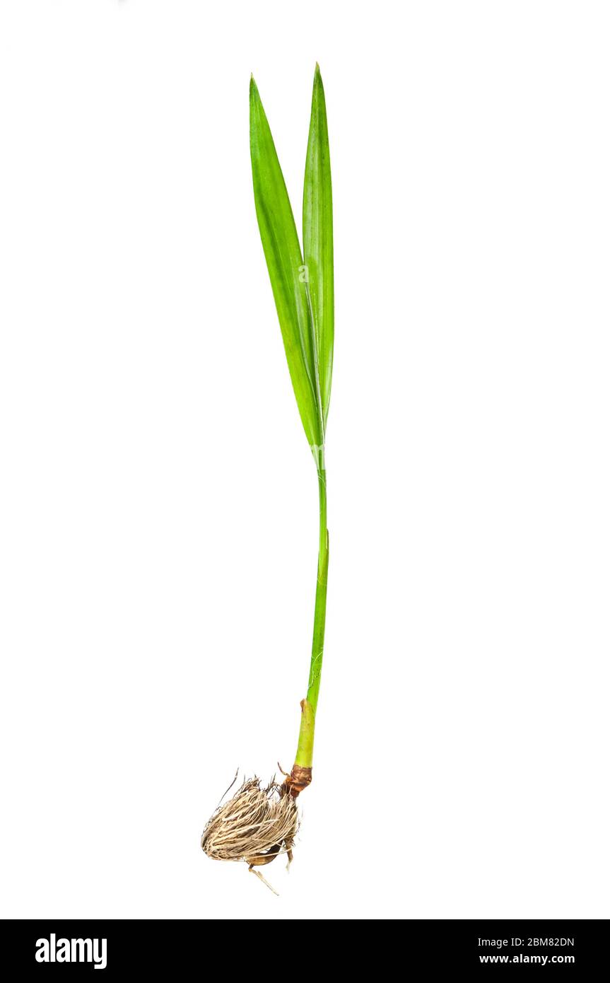 Sprout of Areca Palm (Dypsis lutescens), germinating seed Stock Photo